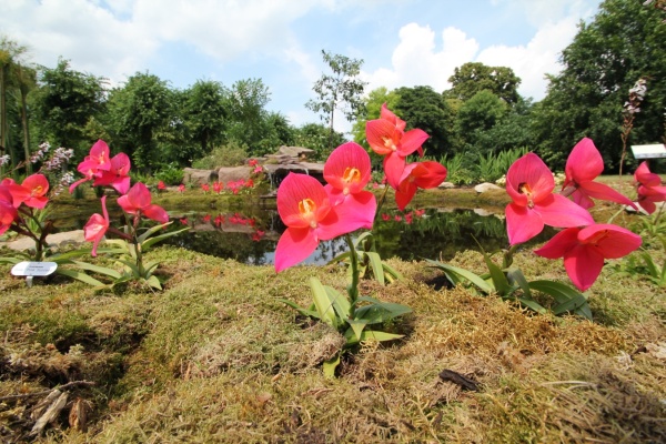 Disa-Orchidee   037.jpg